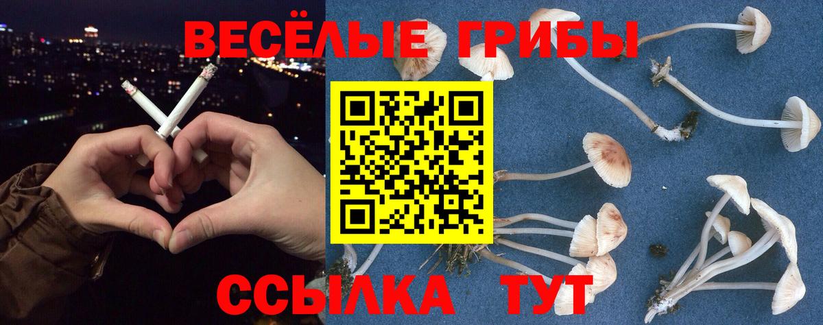 Галлюциногенные грибы Psilocybe Десногорск